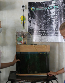 домашняя гидропоника